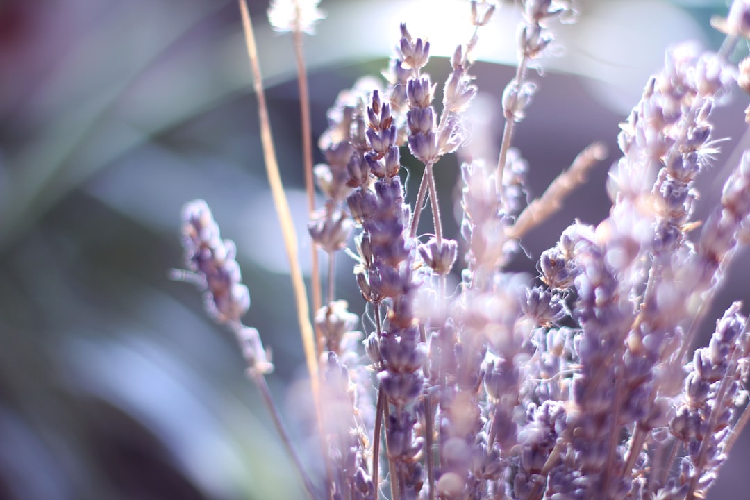 Oplev Verdens Af Aromaer: Sådan Forvandler Du Dit Hjem Til En Oase Af Velvære